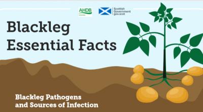 Blackleg Essential Facts