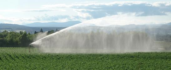 Potato irrigation