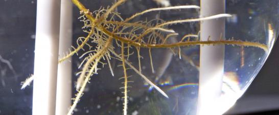 Plant roots in lab