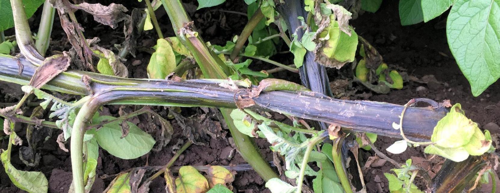 Potaot Blackleg